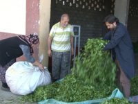 ÇAYKUR, 1 Hafta Daha Çay Alımı Yapacak