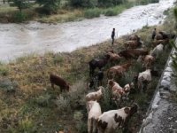 Yağmur Suları Yükselince Dere Kenarında Mahsur Kaldılar