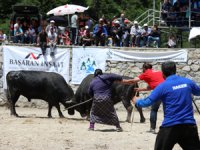 Boğa Güreşlerinde Onu Hakemler Bile Arenadan Uzaklaştıramadı