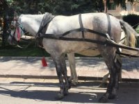 Atların ’Fayton’ Çilesi Bitmiyor