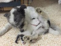 Annesiz Kalan Yavru Kediye Köpek Annelik Yapıyor