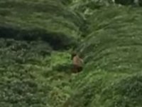 Rize’de Ayı Çay Bahçesine Girdi