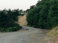 Korumak Altındaki Vaşak Pülümür’de Fotoğraflandı