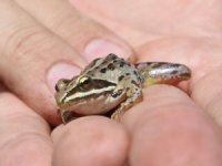 Rana Tavansensis Kurbağası İçin Denizli’de Seferberlik İlan Edildi