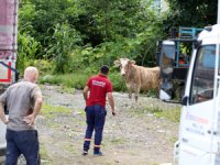Rize’de kaçan boğalar sahiplerine zor anlar yaşattı