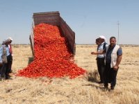 Satamadığı Tonlarca Domatesi Tarlaya Döktü