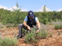 Kıraç Arazilerin Gözdesi Ve Mor Bereketi: Lavanta