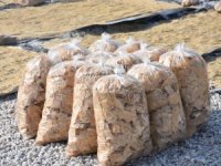 Anadolu’nun Meşhur Tarhanasından Cips