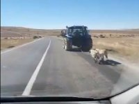 İki Köpeği Traktör Arkasına Bağlayarak Sürükledi