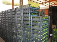 Alanya’dan Ukrayna’ya 3.5 Ton Avokado İhracatı