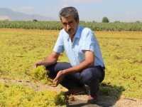 Üzümcünün Gözü Kulağı Fiyat Açıklamasında