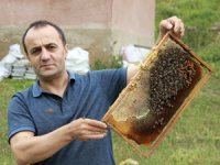 Anzer Balı Sağımı Tamamlandı, Sıra Tahlile Geldi