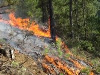 Uşak’ta Çıkan Orman Yangını Kontrol Altına Alındı