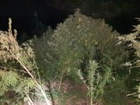Kenevir Tarlasına Drone İle Polis Baskını