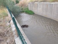 Başkent’te 3 Köpek Zehirlenip Su Kanalına Atıldı
