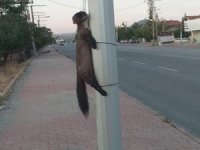 Vicdansızlar Gelinciği Boynundan Ve Ayaklarından Bağlayıp Direğe Astılar
