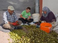 Oğuzlar Cevizi, Üreticinin Yüzünü Güldürdü