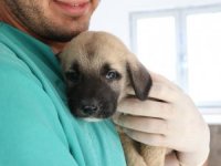 Yavru 4 Köpeği Çuvala Koyup Kuyuya Attılar