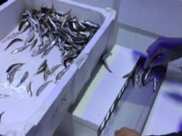 Rize'de 1 Ton Balığa El Konuldu