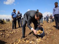 Sivas’ta Patates Hasadı Başladı
