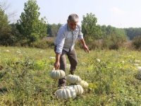 Türkiye’nin Kabak Ambarında Hasat Başladı