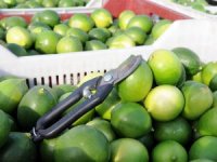 Limon Diyarında Hasat Başladı