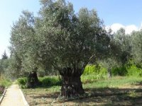 810 Yıllık Zeytin Ağacı Turizme Hizmet Ediyor