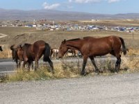 Kars’ta Yılkı Atları Görüntülendi