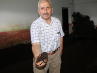 Organik Solucana Talep Olmayınca Solucanlar Elde Kaldı