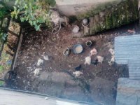 Mahalleye Giren Köpek 75 Tavuk, 10 Hindiyi Telef Etti