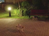 Kedilerin Mamasına Kimyasal Madde Koyduğu İddia Edilen Şahsa Tepki