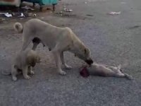 Ölen Yavrusunun Başında Ağlayan Köpek, Görenleri Duygulandırdı