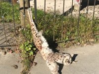 Türü Tehlike Altında Olan Vaşak Ayağından Asılmış Şekilde Ölü Olarak Bulundu
