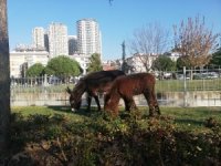 Yüksek Binalar Arasında Otlanan Eşek Ve Sıpa Görenleri Şaşkına Çevirdi