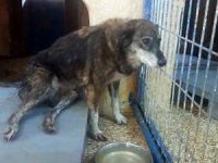 Maganda Kurşunlarının Hedefi Olan Köpek Felç Kaldı