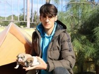Harçlıklarıyla Her Gün Yavru Köpekleri Besliyor