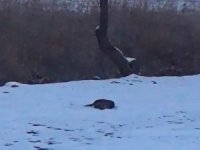Su Samurları Kavgaya Tutuşursa...