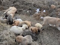 Aksaray’da Yavru Köpekler Soğukta Ölüme Terk Edildi