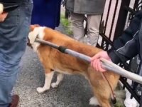 Beşiktaş Belediyesinden Köpeğe İşkence Edildiği İddialarına İlişkin Açıklama