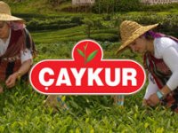ÇAYKUR, 200 Bin Tonu Devirdi