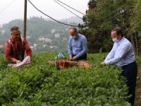 Rize Valisi Kemal Çeber: "Çay Toplamak İçin Rize’ye Gelmek İsteyenlerin Sayısı 36 Bine, Gelenlerin Sayısı 7 Bine Ulaştı"