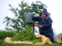 Çay üreticileri bayramı bahçelerinde çalışarak geçiriyor