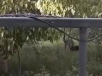 Evin Bahçesine Giren Yavru Ayılar Telefonla Görüntülendi