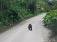 Rize'de Yavru Ayı Kaçtı, Onlar Kovaladı
