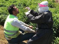 Rize'ye Gelen 11 Bin 66 Çay Üreticisi ve İşçisine Kovid-19 Testi Uygulandı