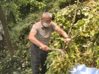 Rize’de Ihlamur Hasadı Başladı