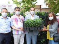 Faydaları Saymakla Bitmiyor, Kanser Hücrelerini Bile Yok Edebiliyor