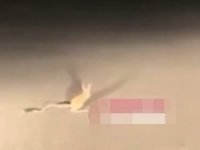 Dünyanın En İlginç Hayvanlarından “Kanguru Faresi” Ankara’da Görüldü