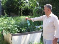 ‘Vampir Kelebek’ İstilası Yeniden Başladı