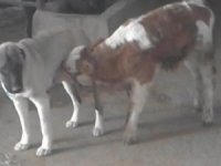 Danayı Emziren Kangal Köpeği Görenleri Şaşırtıyor